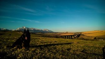 black dog on the picturesque nature