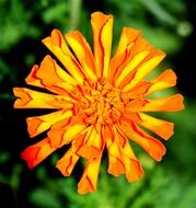 bright marigold closeup