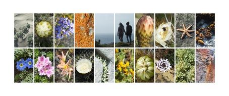 collage nature cactus flowers people
