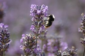 furry bee on purple lavender