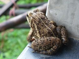brown frog on the edge of the house