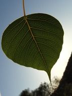 bodhi leaf at evening sky