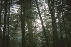 dark dense forest close up