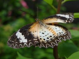 black with white and yellow butterfly with open wings