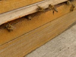 photo of bees on a background of a hive