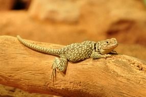 lizard on a tree trunk in a terrarium