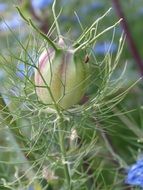 Picture of the green flowers