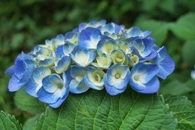 blue-white hydrangea close up