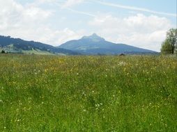 perfect greened panorama