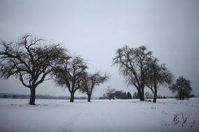 wintry landscape of apple trees