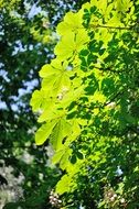 chestnut tree, Ukraine