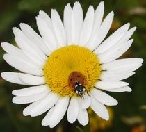 red ladybug on a camomile
