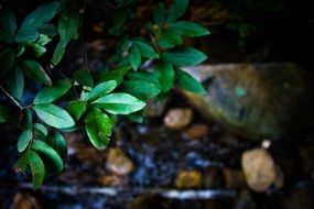 Green plants near the stones