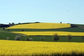 panorama of rapeseed fields