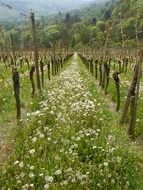 dandelion path in vineyard scene