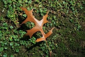 brown autumn leaf on the ground close up