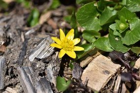 closeup photo of Yellow celandine plant blossom