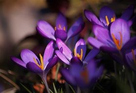 Colorful crocus flowers blossom in spring