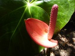 red flamingo flower in the sunlight