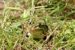 frog sitting in a grass