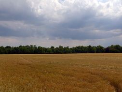 fabulous summer field
