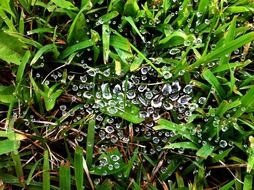 raindrops on a web on green grass