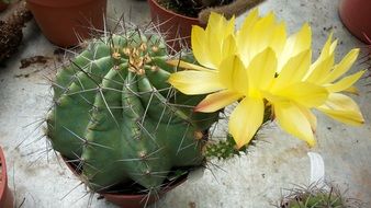 cactus in a flower pot with a yellow flower