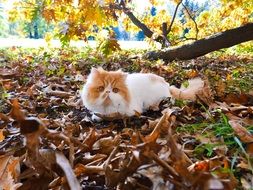 beautiful and delightful red cat