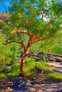 green summer tree in australia