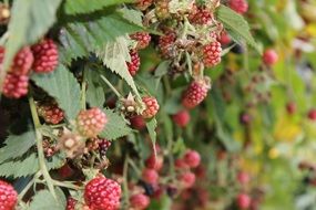 unripe colorful raspberries on a bush