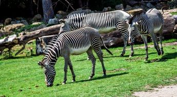 striped zebras graze in the meadow