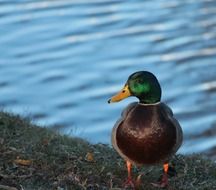 beautiful duck with a yellow beak on the lake