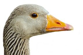 head of a gray goose close up