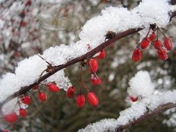 Red berries on a bush with snow in the winter