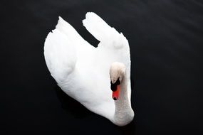 beautiful Swan is swimming in the water in nature