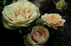 white rose bush in the garden