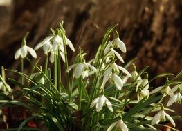 Sunshine snowdrop flowers white blossom