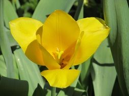 Macro photo of the yellow tulip