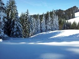 winter alpine forest snow