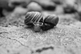 Black and white photo of cute snails