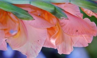 delicate pink petals of a flower