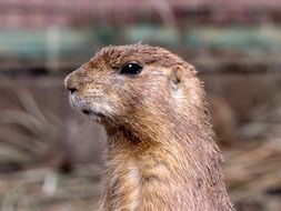 gopher in the wildlife