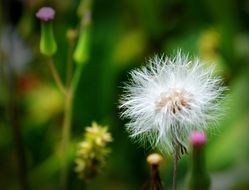 white dandelion seed head in summer