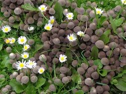 White daisies among mushrooms