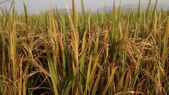 green rice field closeup