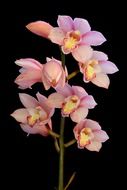 pink orchid flowers on black background