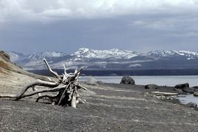 Dry tree on the shore of yellowstone lake