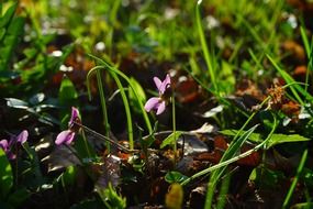 wald violet flower