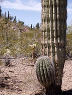 landscape of fabulous desert cactus