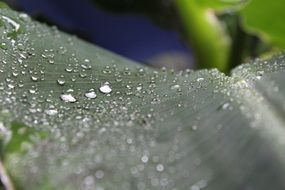 drip leaf water plant